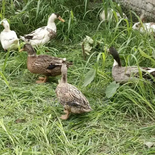 Mixed Breed Duck Flock - 9 Active Ducks Ready to Lay