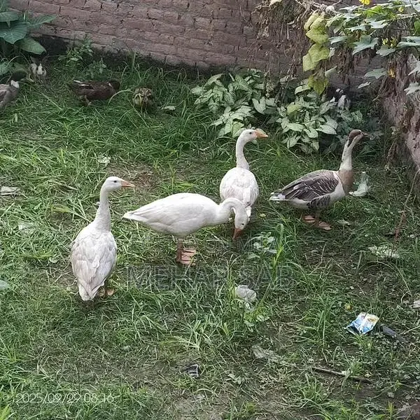 Mixed Breed Duck Flock - 9 Active Ducks Ready to Lay