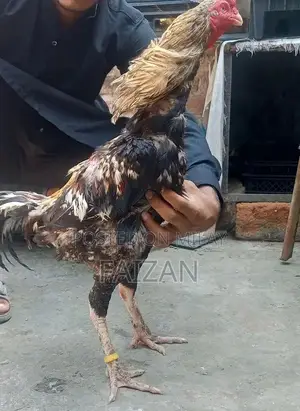 High-Quality Jawa Breed Murga - Excellent Breeding Rooster