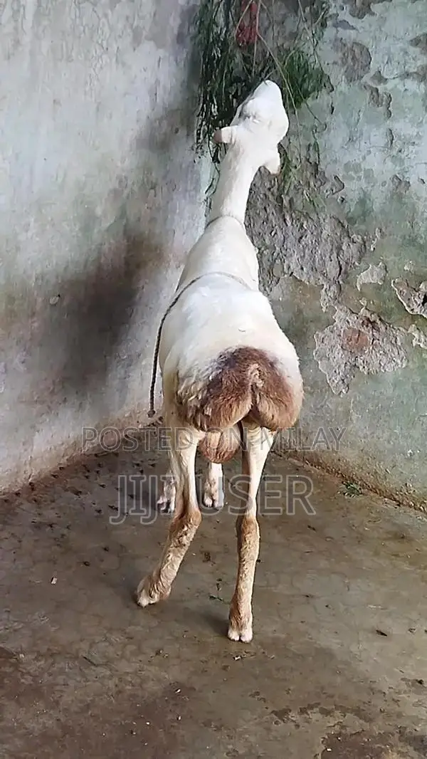 Healthy Young Male Dumba and Sheep - Prime Farm Animals