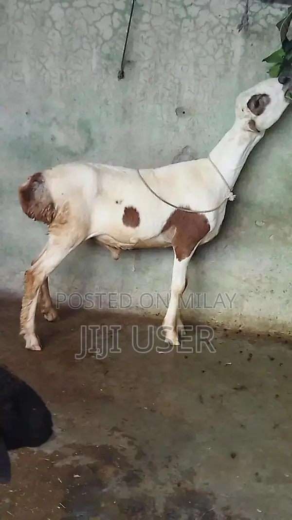 Healthy Young Male Dumba and Sheep - Prime Farm Animals