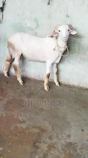 Healthy Young Male Dumba and Sheep - Prime Farm Animals