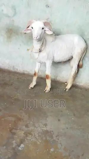 Healthy Young Male Dumba and Sheep - Prime Farm Animals