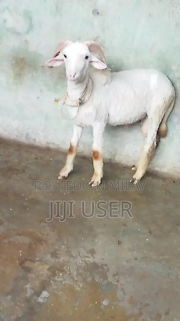 Healthy Young Male Dumba and Sheep - Prime Farm Animals