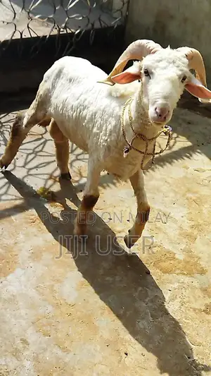 Healthy Young Male Dumba and Sheep - Prime Farm Animals