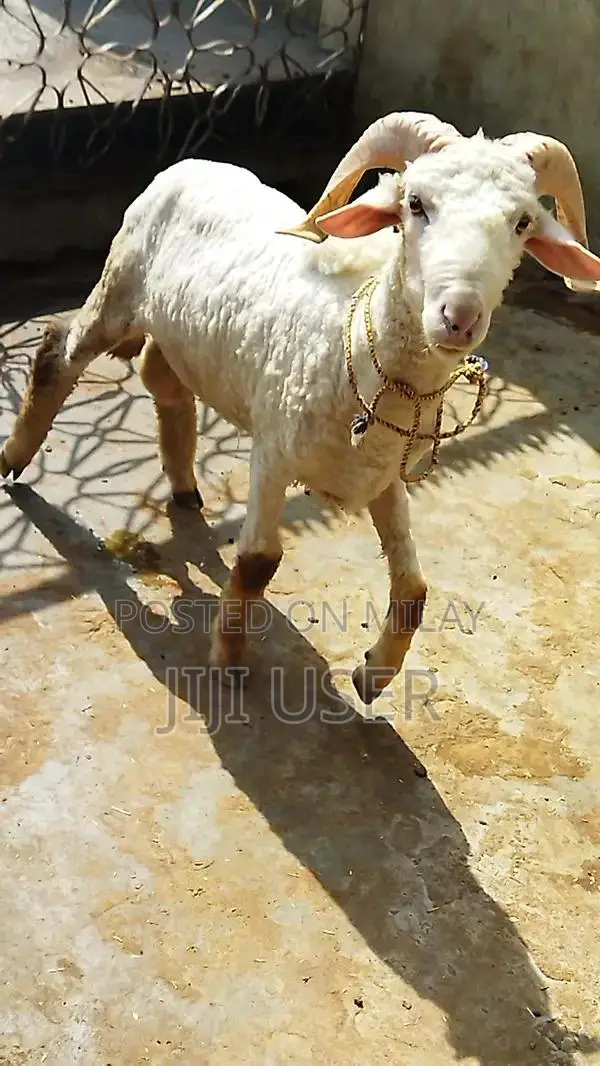 Healthy Young Male Dumba and Sheep - Prime Farm Animals