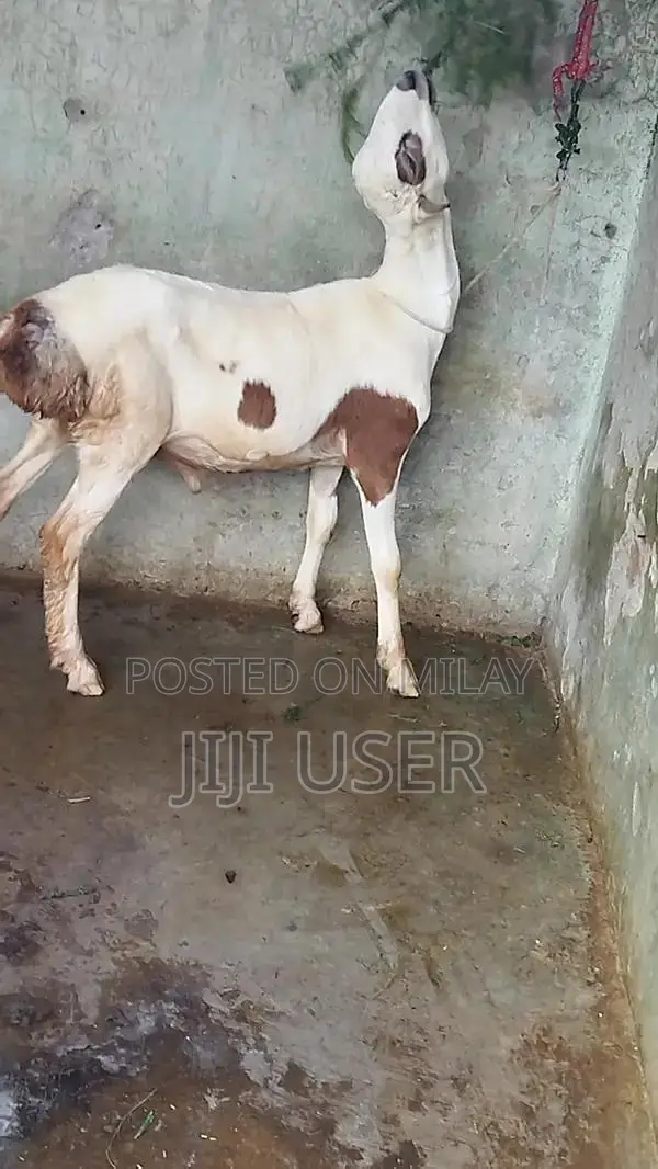 Healthy Young Male Dumba and Sheep - Prime Farm Animals