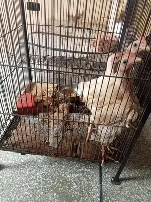 Premium Quality Chicken Par Excellent Product 10/10 Rating