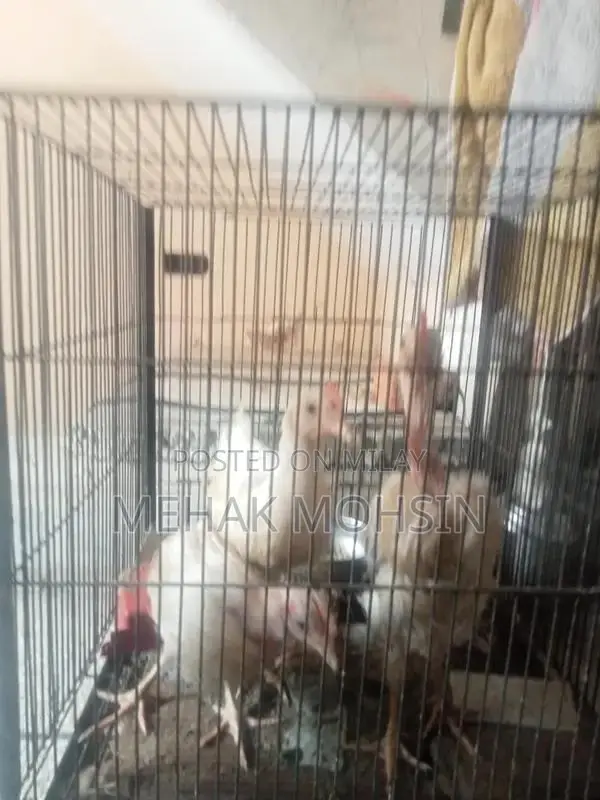 Premium Quality Chicken Par Excellent Product 10/10 Rating