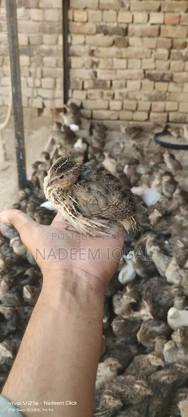 Healthy Quail Birds - Fresh Breeding Pairs Available