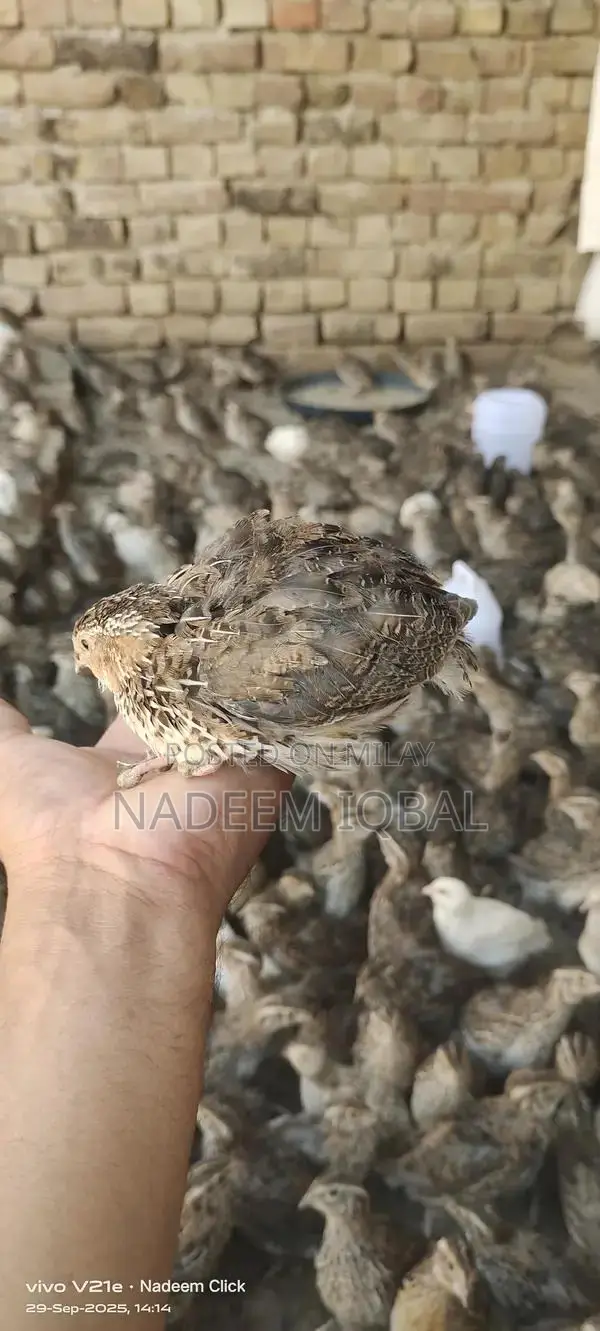 Healthy Quail Birds - Fresh Breeding Pairs Available