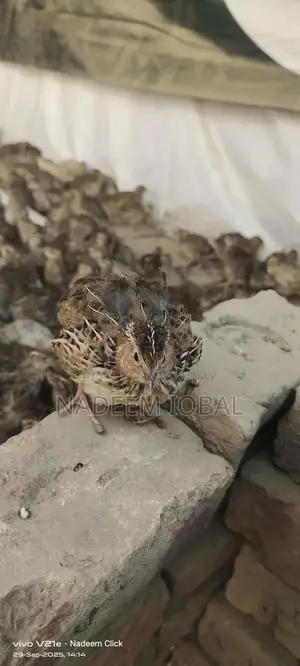 Healthy Quail Birds - Fresh Breeding Pairs Available