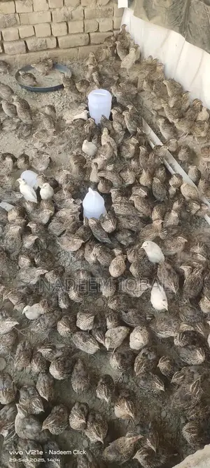 Healthy Quail Birds - Fresh Breeding Pairs Available