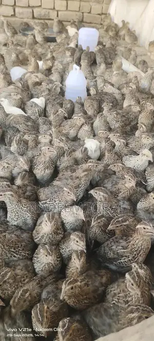 Healthy Quail Birds - Fresh Breeding Pairs Available