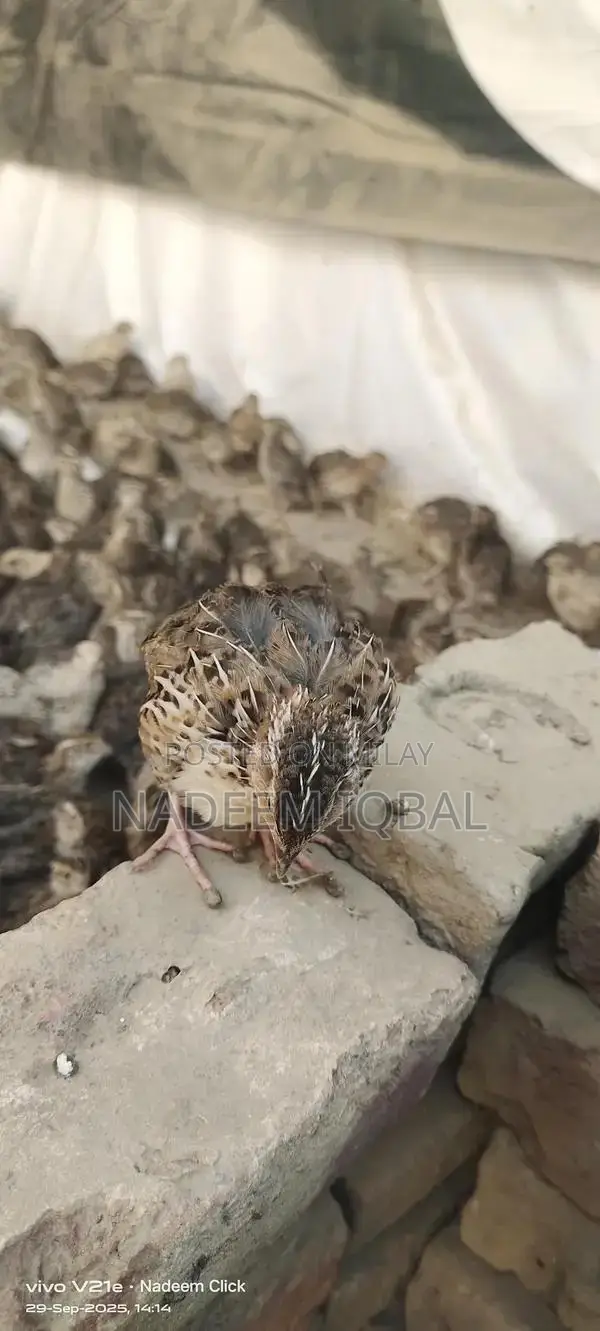 Healthy Quail Birds - Fresh Breeding Pairs Available