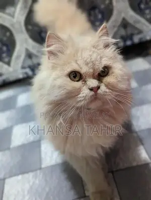 Photo - Persian Cat: Gentle and Elegant Feline Companion