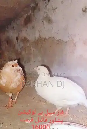 Iranian White Bread Baby Feeding Companion
