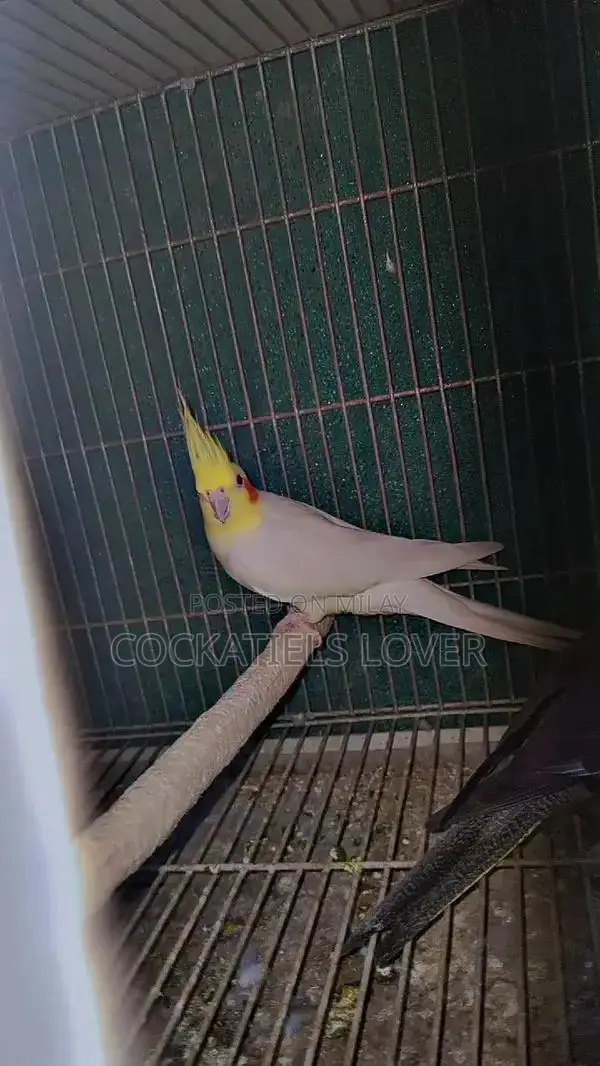 Cockatiel Breeding Pair: White and Grey Color Variations