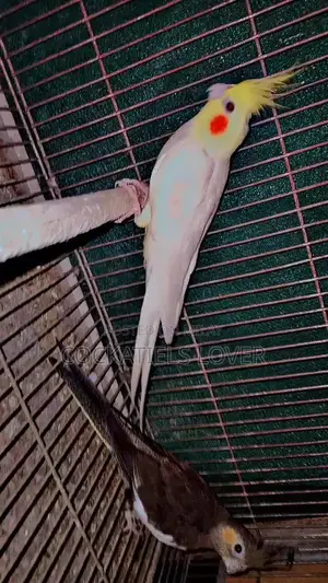 Cockatiel Breeding Pair: White and Grey Color Variations