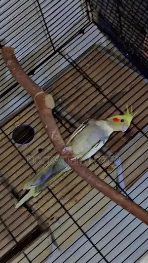 Cockatiel Breeding Pair: White and Grey Color Variations