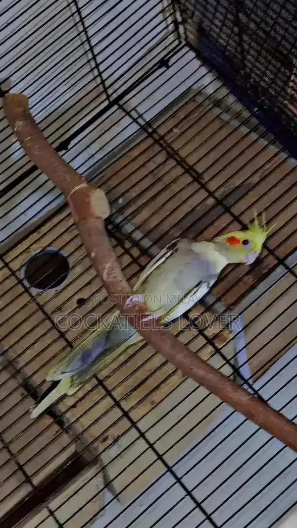 Cockatiel Breeding Pair: White and Grey Color Variations
