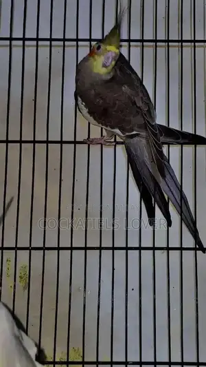 Cockatiel Breeding Pair: White and Grey Color Variations