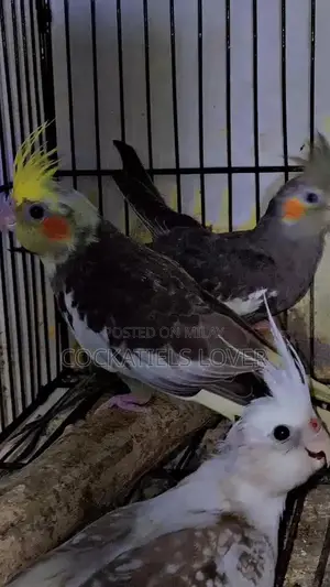 Cockatiel Breeding Pair: White and Grey Color Variations