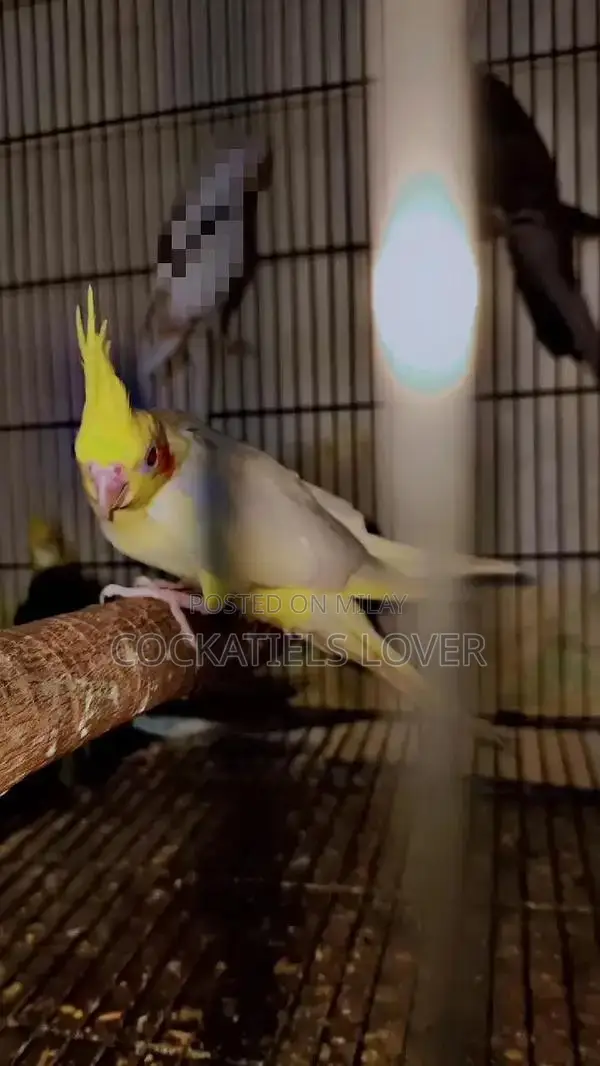 Cockatiel Breeding Pair: White and Grey Color Variations