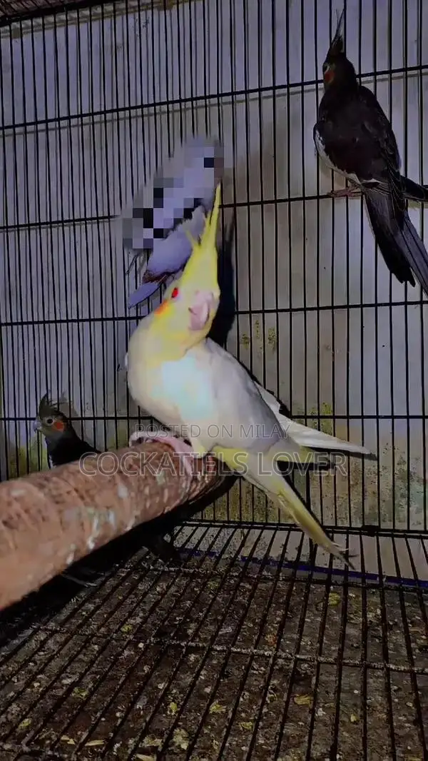 Cockatiel Breeding Pair: White and Grey Color Variations
