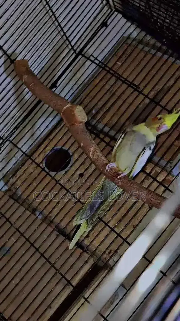 Cockatiel Breeding Pair: White and Grey Color Variations