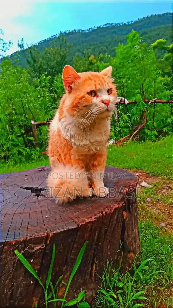 Snow/Rosh: Unique Two-Colored Eyes Companion Dog