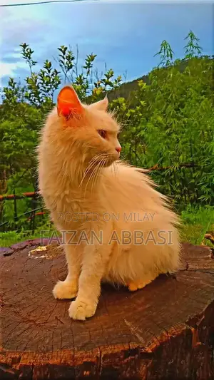 Snow/Rosh: Unique Two-Colored Eyes Companion Dog