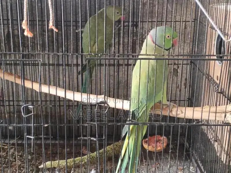 Hand Tame Breeder Pair of Birds