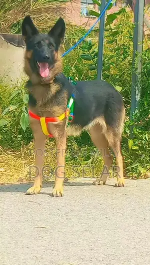 Photo - Belgian Shepherd Female Dog - Purebred Companion