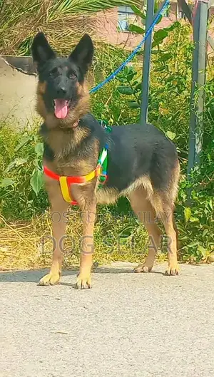 Belgian Shepherd Female Dog - Purebred Companion