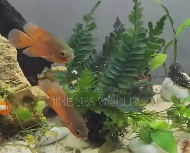 Moscow Black Aquarium Fish - Adult and Baby Fish Pair