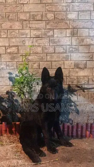 Photo - Black German Shepherd Dog - Intelligent and Loyal Companion