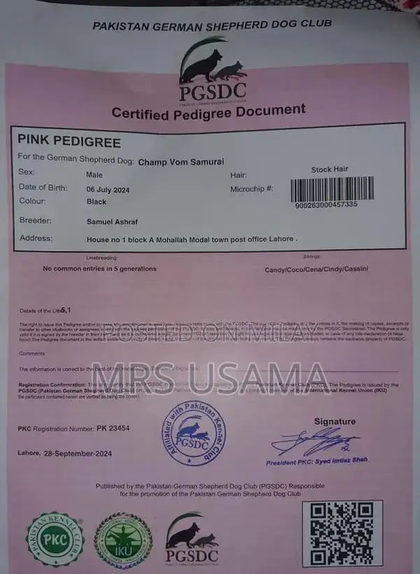 Black German Shepherd Dog - Intelligent and Loyal Companion