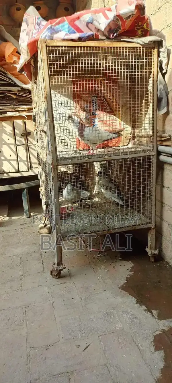 Compact 4-Section Bird Cage with Waterproof Interior