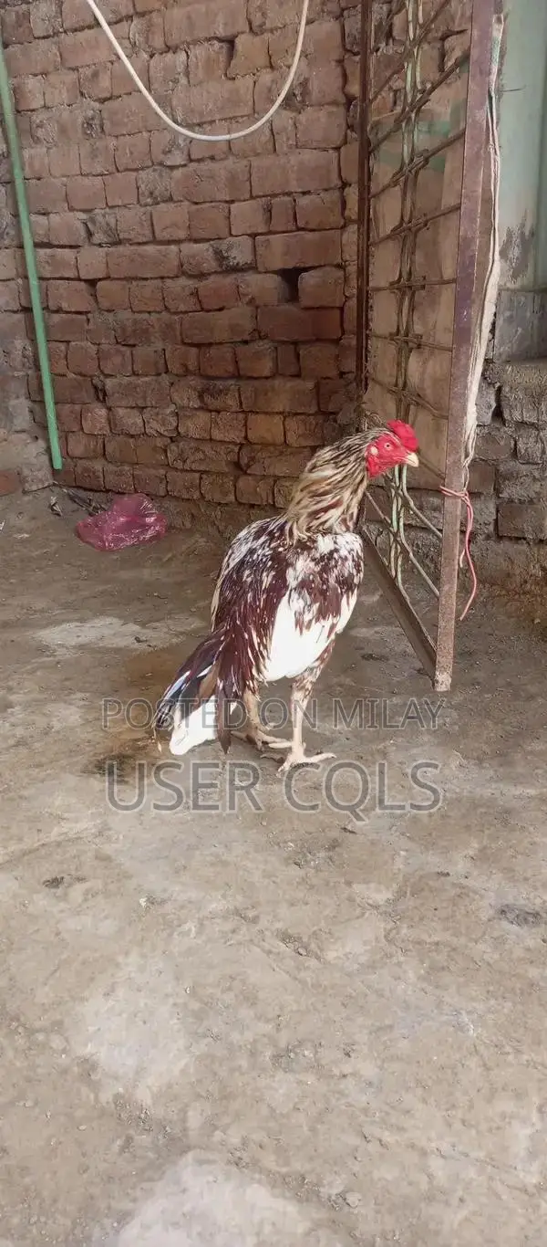 Pure Bred Cheena Aseel Chickens - Premium Native Poultry Breed