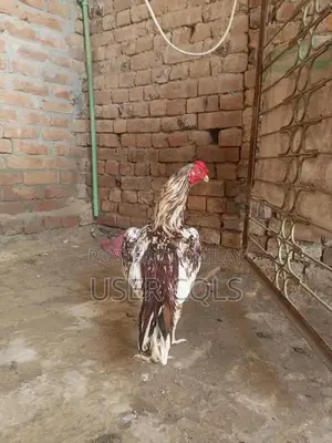 Pure Bred Cheena Aseel Chickens - Premium Native Poultry Breed