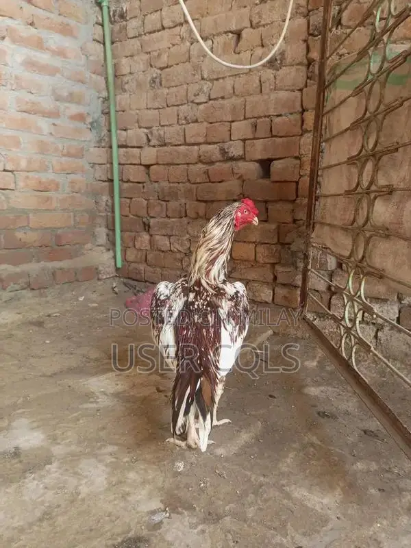 Pure Bred Cheena Aseel Chickens - Premium Native Poultry Breed