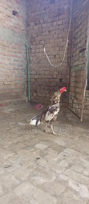 Pure Bred Cheena Aseel Chickens - Premium Native Poultry Breed