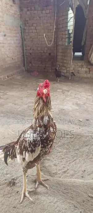 Pure Bred Cheena Aseel Chickens - Premium Native Poultry Breed