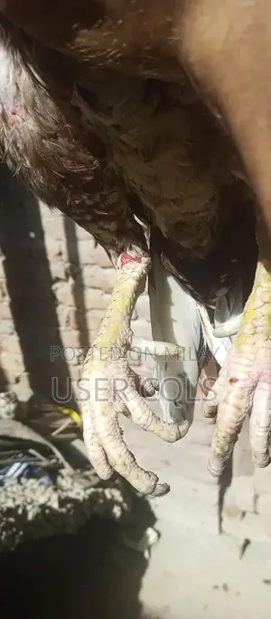 Pure Bred Cheena Aseel Chickens - Premium Native Poultry Breed