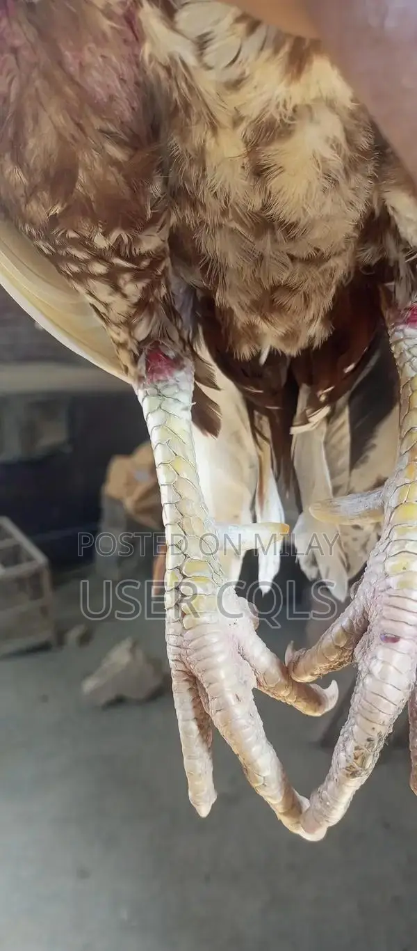 Pure Bred Cheena Aseel Chickens - Premium Native Poultry Breed