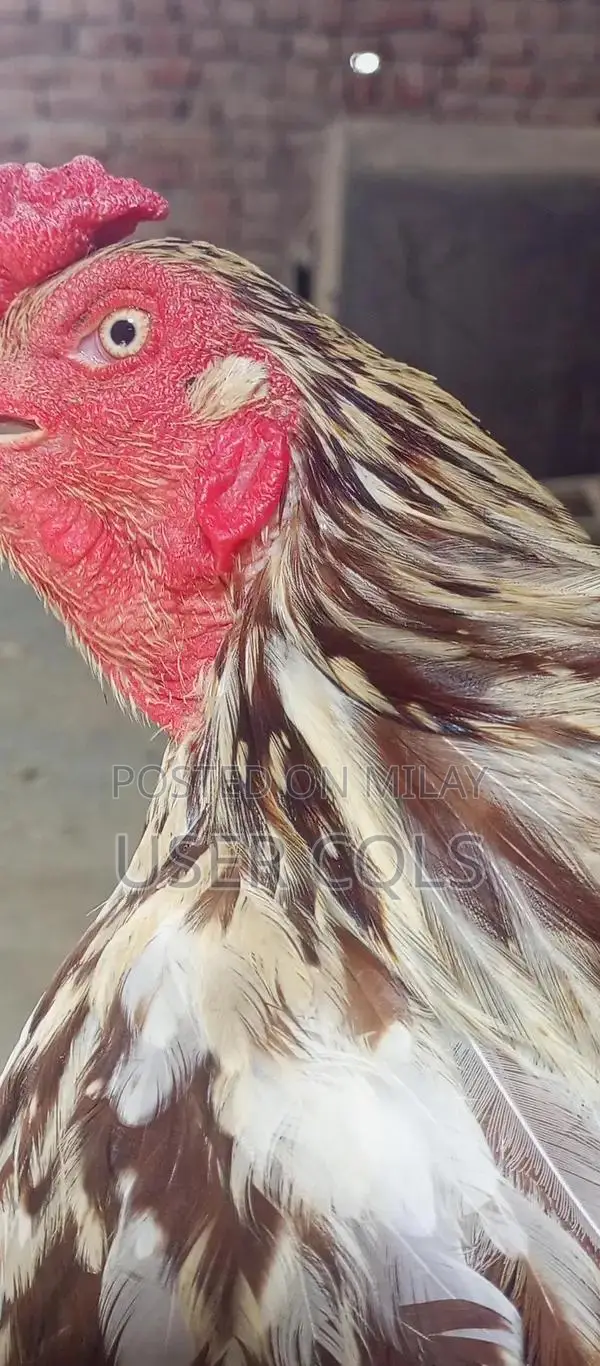 Pure Bred Cheena Aseel Chickens - Premium Native Poultry Breed