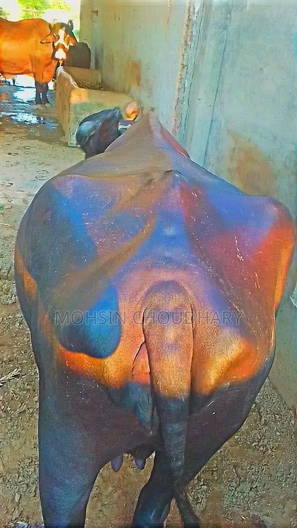 Fresh Milk Collection - High Quality Dairy Product