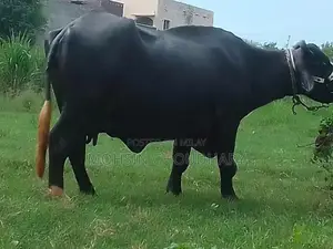 Fresh Milk Collection - High Quality Dairy Product