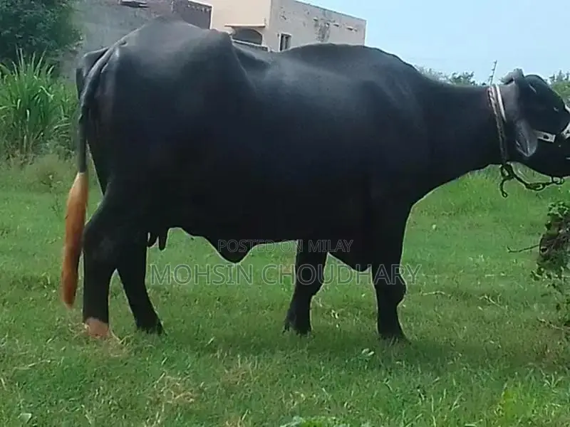 Fresh Milk Collection - High Quality Dairy Product